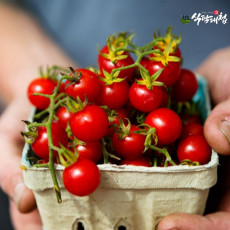 식탐대첩 국내산 대추방울토마토 특/상품 (중량선택)