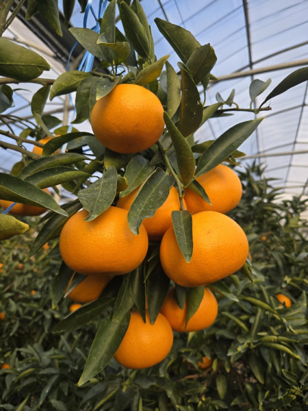 예래마을 제주 천혜향 특품