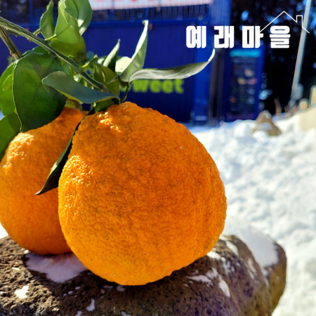 예래마을 제주 뎅유지 댕유자 혼합과