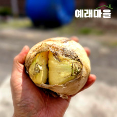 예래마을 제주 실속형 가정용 못난이 양파 중량선택