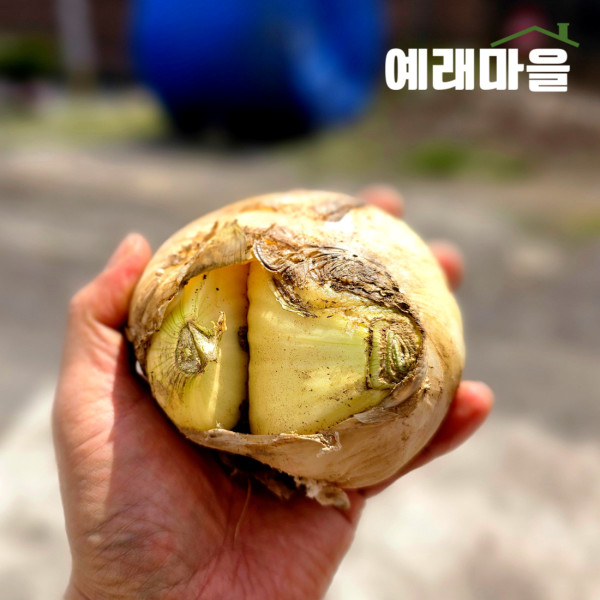 예래마을 제주 실속형 가정용 못난이 양파 중량선택
