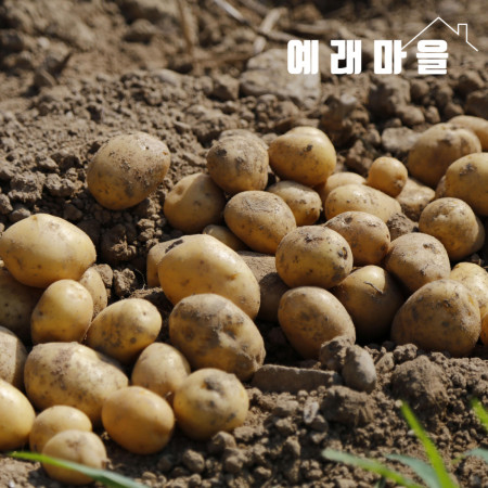 예래마을 제주 알감자 중량선택